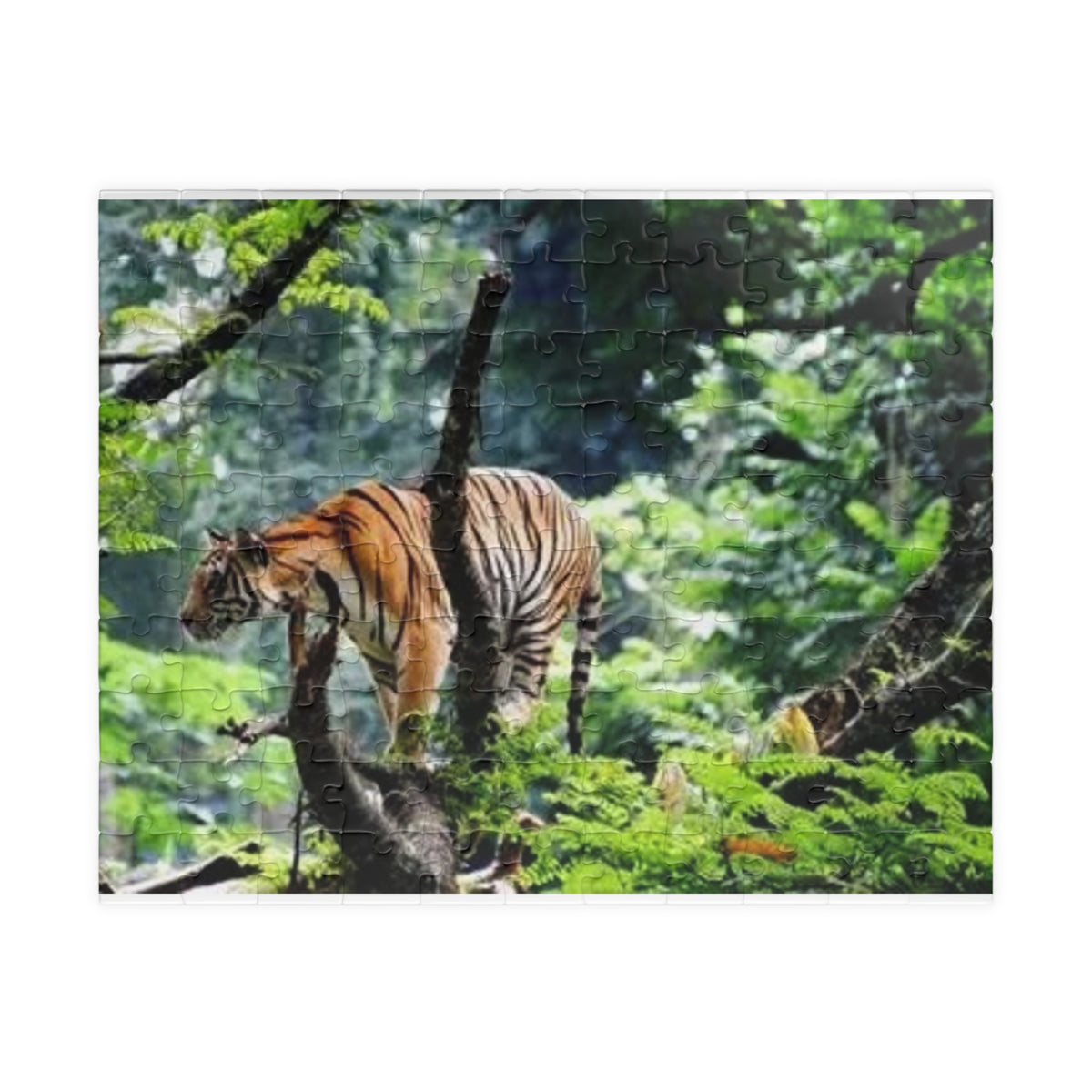 Tiger in Jungle Photo Puzzle — Wildlife Jigsaw for Adults & Kids (110,252,520- pcs)